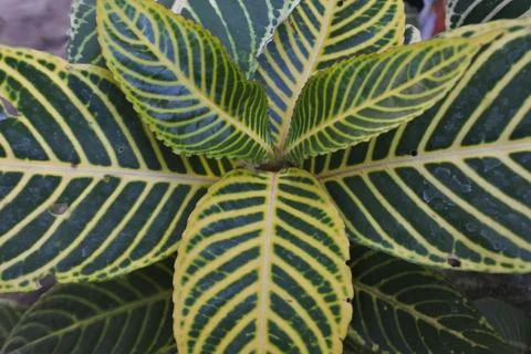 Photo of beautiful leaf pattern for background Foto stock