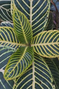 Photo of beautiful leaf pattern for background Stock Photos