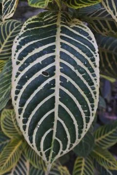 Photo of beautiful leaf pattern for background Stock Photos