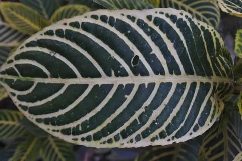 Photo of beautiful leaf pattern for background Foto stock