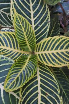 Photo of beautiful leaf pattern for background Foto stock