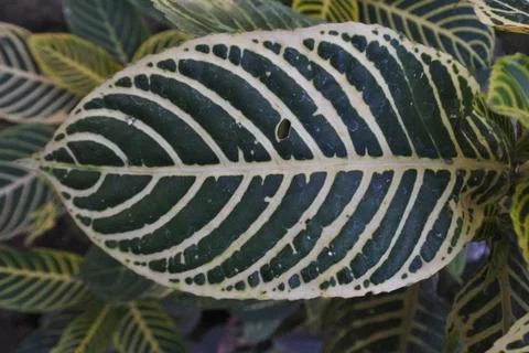 Photo of beautiful leaf pattern for background Stock Photos