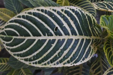 Photo of beautiful leaf pattern for background Stock Photos