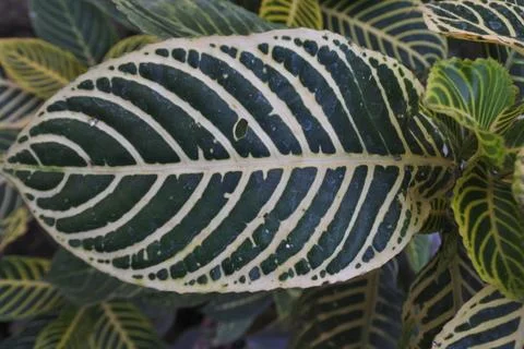 Photo of beautiful leaf pattern for background Stock Photos