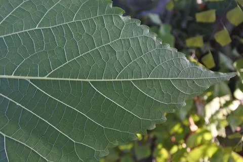 Photo of beautiful leaf pattern for background Foto stock