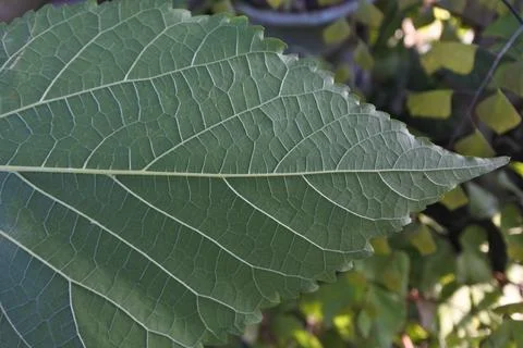 Photo of beautiful leaf pattern for background Foto stock