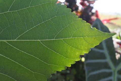 Photo of beautiful leaf pattern for background Stock Photos