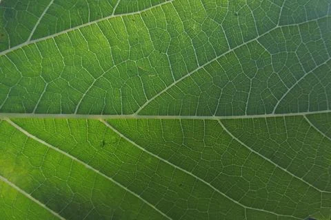Photo of beautiful leaf pattern for background Stock Photos