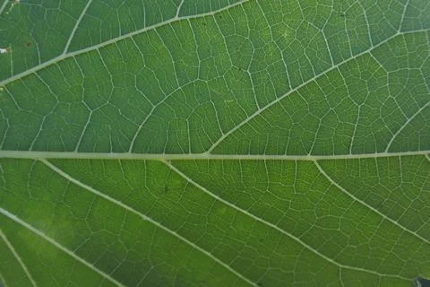 Photo of beautiful leaf pattern for background Stock Photos