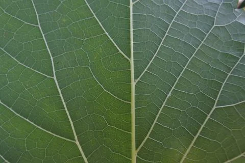 Photo of beautiful leaf pattern for background Stock Photos