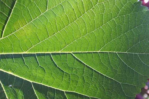 Photo of beautiful leaf pattern for background Stock Photos