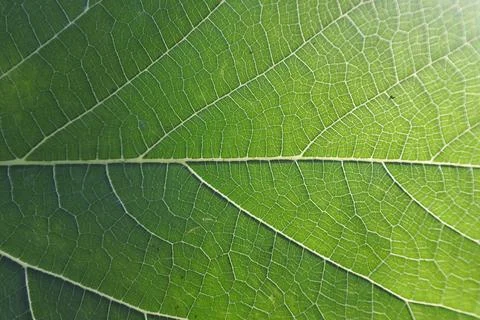 Photo of beautiful leaf pattern for background Foto stock