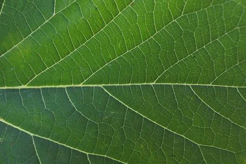 Photo of beautiful leaf pattern for background Stock Photos
