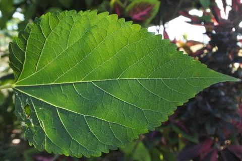 Photo of beautiful leaf pattern for background Stock Photos