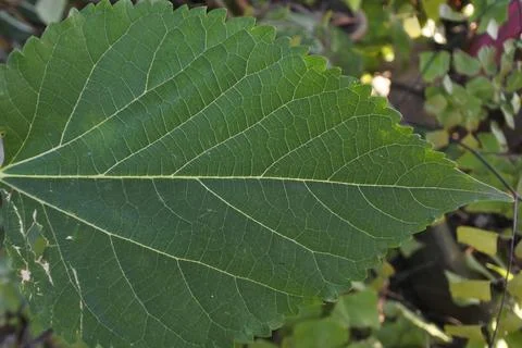 Photo of beautiful leaf pattern for background Stock Photos