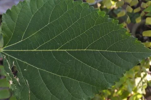 Photo of beautiful leaf pattern for background Foto stock