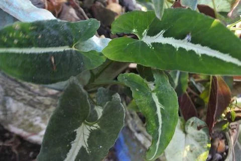 Photo of beautiful leaf pattern for background Stock Photos