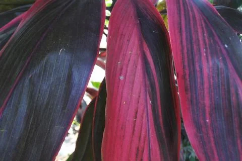 Photo of beautiful leaf pattern for background Stock Photos