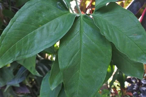 Photo of beautiful leaf pattern for background Stock Photos