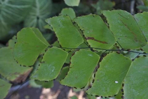 Photo of beautiful leaf pattern for background Stock Photos