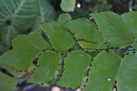 Photo of beautiful leaf pattern for background Stock Photos