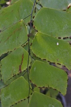 Photo of beautiful leaf pattern for background 스톡 사진
