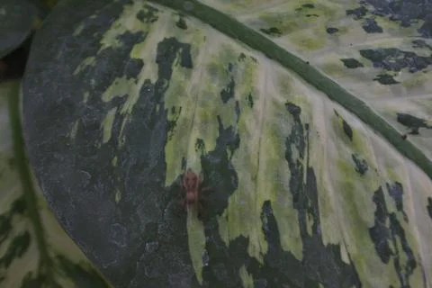 Photo of beautiful leaf pattern for background Stock Photos