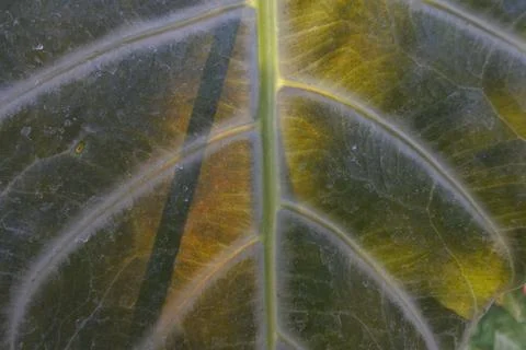 Photo of beautiful leaf pattern for background Stock Photos