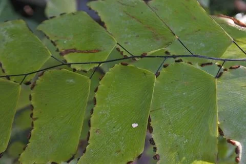 Photo of beautiful leaf pattern for background 스톡 사진