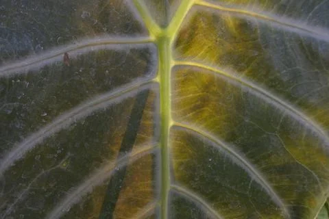 Photo of beautiful leaf pattern for background Stock Photos