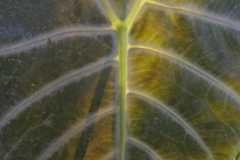 Photo of beautiful leaf pattern for background Foto stock