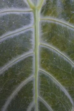 Photo of beautiful leaf pattern for background Stock Photos