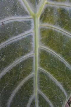 Photo of beautiful leaf pattern for background Stock Photos