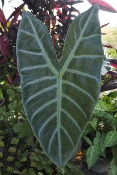 Photo of beautiful leaf pattern for background 写真素材