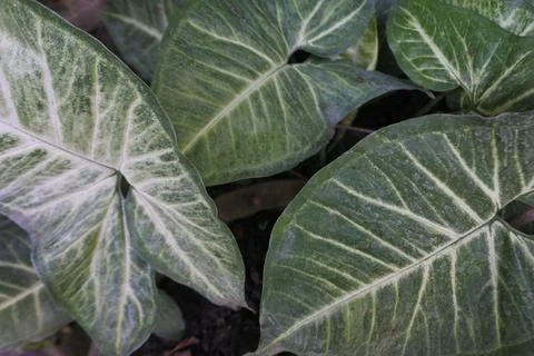 Photo of beautiful leaf pattern for background Stock Photos
