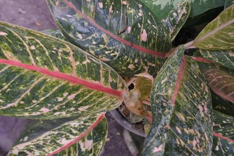 Photo of beautiful leaf pattern for background Stock Photos