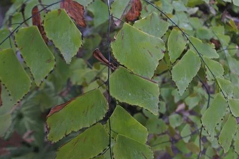 Photo of beautiful leaf pattern for background Stock Photos