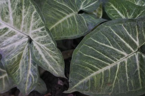 Photo of beautiful leaf pattern for background Stock Photos