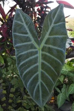 Photo of beautiful leaf pattern for background 写真素材