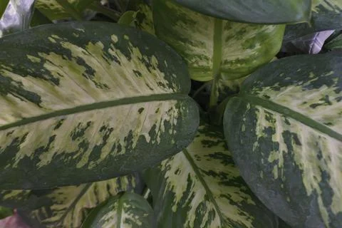 Photo of beautiful leaf pattern for background 스톡 사진