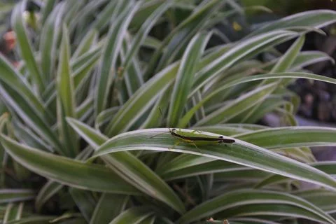 Photo of beautiful leaf pattern for background Stock Photos