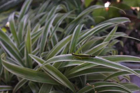 Photo of beautiful leaf pattern for background Stock Photos