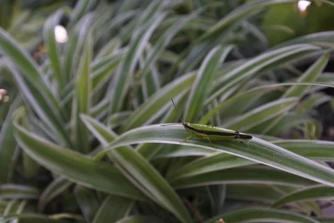 Photo of beautiful leaf pattern for background Stock Photos
