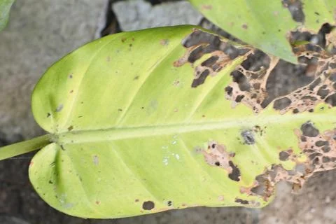 Photo of beautiful leaf pattern for background Stock Photos