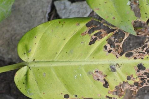 Photo of beautiful leaf pattern for background Stock Photos