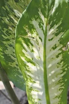 Photo of beautiful leaf pattern for background Stock Photos