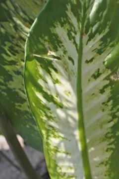 Photo of beautiful leaf pattern for background Stock Photos