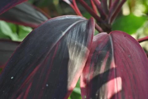 Photo of beautiful leaf pattern for background Stock Photos
