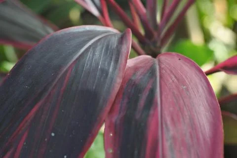Photo of beautiful leaf pattern for background Stock Photos