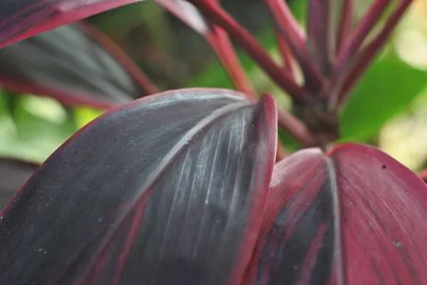 Photo of beautiful leaf pattern for background Stock Photos